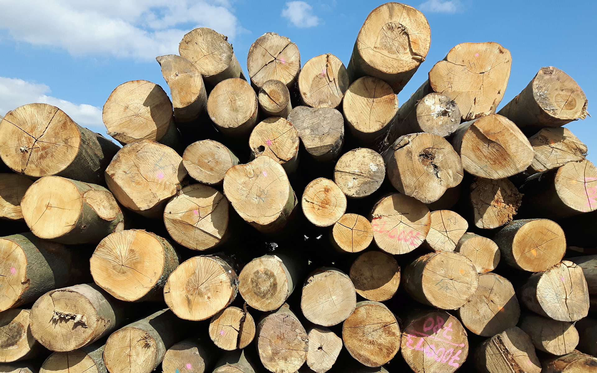 Rohholz nach der Anlieferung